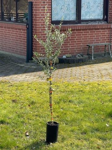 oliven__oliveira_arbosana_vaso__140-175_cm__med_7_l__potte_eller_klump_