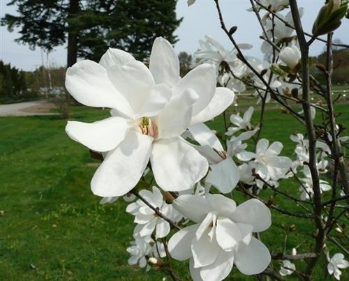 stjernemagnolie__merrill__hvid__magnolia_loebneri__haveplanter__