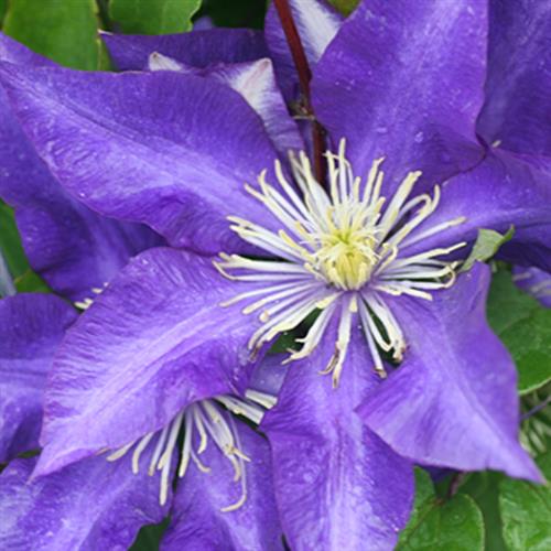 clematis__daniel_deronda__lavendelblå__leveres_med_potte__storblomstrende__mp-34_