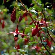 fuchsia__havefuchsia__magellanica__riccartonii_