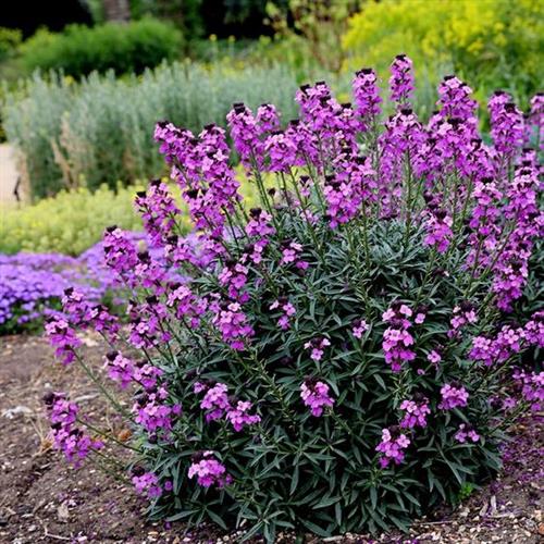 hjørneklap__erysimum__bowles_mauve_