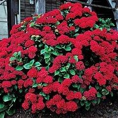 hortensia__alpenglühen__rød__hydrangea_macrophylla__haveplanter_