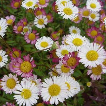 bakkestjerne__erigeron__karvinskianus_