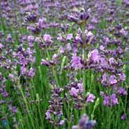 lavendel__lilla-blå_blomster__lavandula__angustifolia__dwarf_blue_