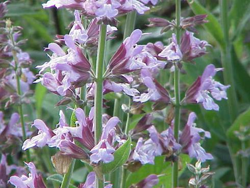 lægesalvie__salvia_officinalis_