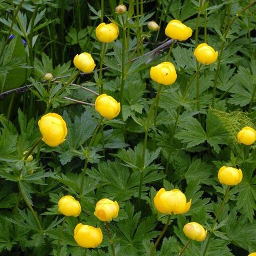engblomme__trollius_europaeus