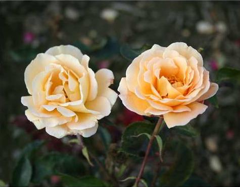 whisky_mac__bronzegul__storblomstrende_roser__