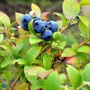 blåbær__blue_crop__vaccinium_corymbosum__mp-34_