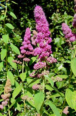 spiræa__triumphans__rosarød__80120_cm_med_potte_eller_klump__spiraea_billardii__