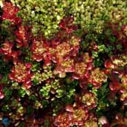 stenurt__sedum__oreganum_