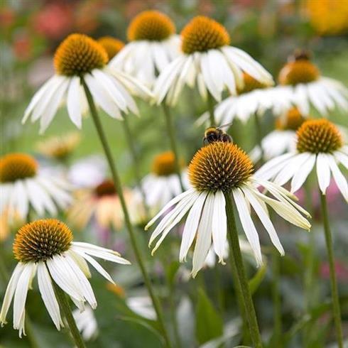 purpursolhat__echinacea_purpurea_alba