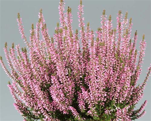 lyng__efterårslyng__pink_bettina__rosa__calluna__vulgaris__leveres_i_p5_potte_