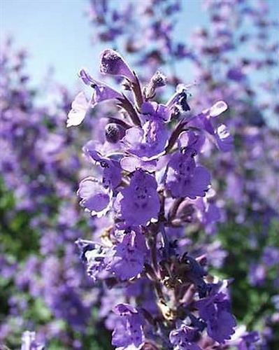 katteurt-blåkant__nepeta_racemosa_blue_wonder