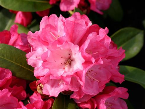 rhododendron__rosarød__morgenrot__