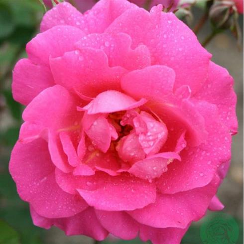 dornröschen__mørk_rosa__busk-_og_parkrose_