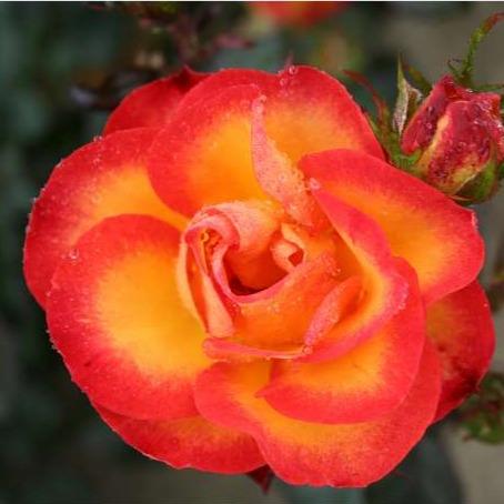 my_story__rød-orange__buketroser__