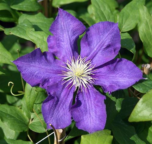 clematis__lady_betty_balfour__dybviolet__leveres_med_potte__storblomstrende__mp-34_