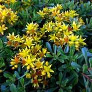 kinesisk__stenurt__sedum__floriferum__weihenstephaner_gold_
