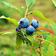 blåbær__blue_crop__vaccinium_corymbosum__mp-34_