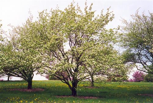 skarlagen_-_hvidtjørn__crataegus_intricata__