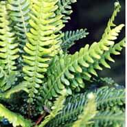 kambregne__almindelig__blechnum_spicant_