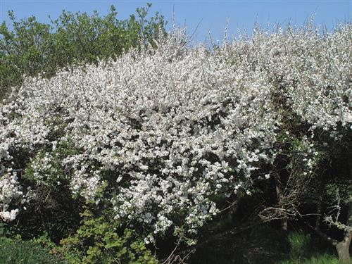 slåen__hvid__prunus_spinosa_