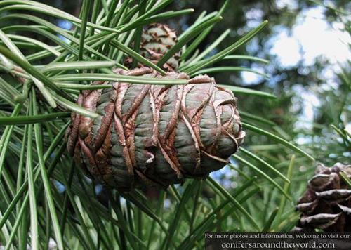 parasoltræ__sciadopitys_verticillata_