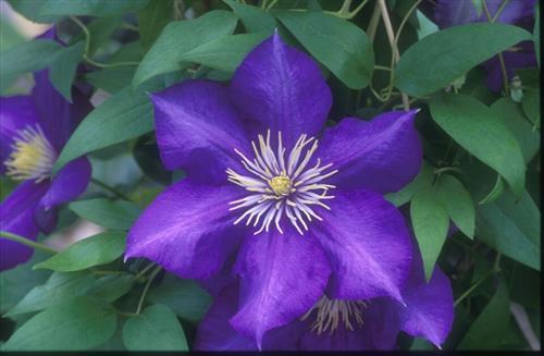 clematis__lady_betty_balfour__dybviolet__leveres_med_potte__storblomstrende__mp-34_