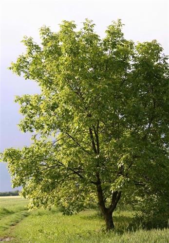 valnød__juglans__regia__grote_noot_