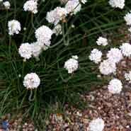 engelsk_græs__hvid__armeria_maritima__alba_