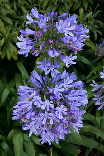 skærmlilje__agapanthus__africanus_