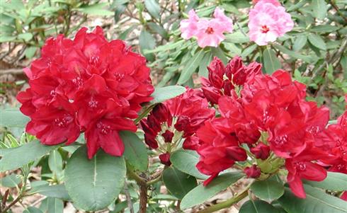 rhododendron__rød__4050_cm_med_potte_eller_klump__hybrid_francesca__