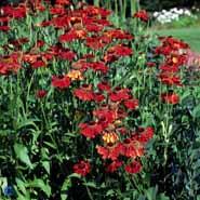 solbrud__helenium__moerheim_beauty_