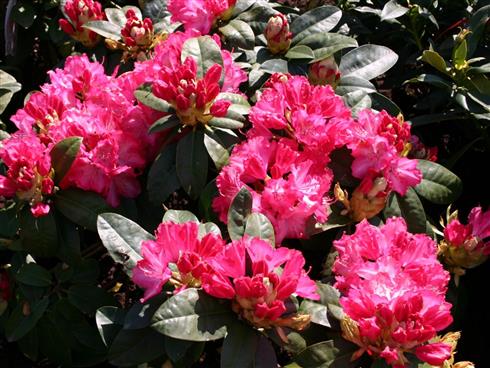 rhododendron__lyserød__4050_cm_med_potte_eller_klump__hybrid_sternzauber__