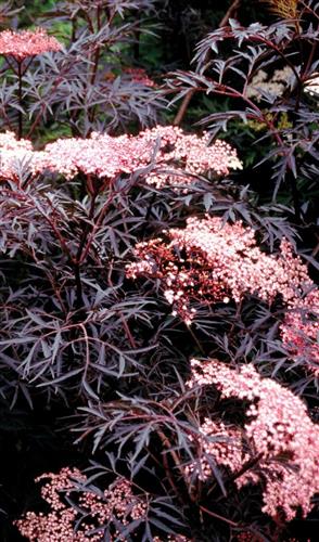 Rødbladet hyld. Sambucus Nigra Black Lace. fra 60,56 kr. - planteskoler.dk