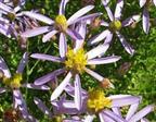 Asters  Stauder