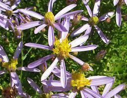 pudeasters__asters__lyslilla_blomster__sedifolius__nana_