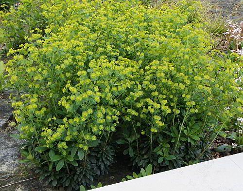 vortemælk__euphorbia__amygdaloides_
