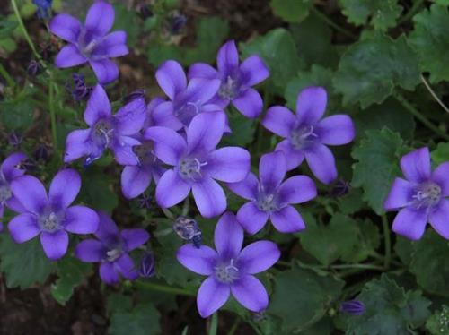 mÆlkeklokke__campanula__portenschlagiana__resholt_variety_