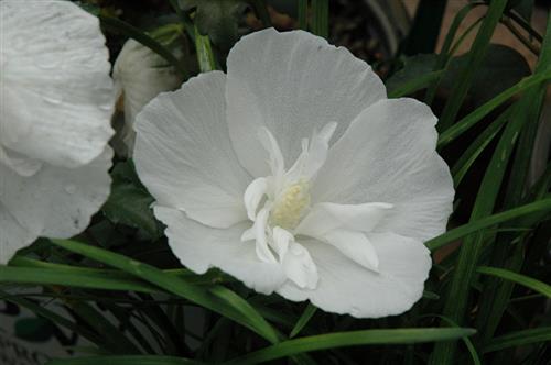 syrisk_rose__white_chiffon__hvid__hibiscus_syriacus__haveplanter_