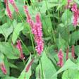 Urt - Persicaria Stauder