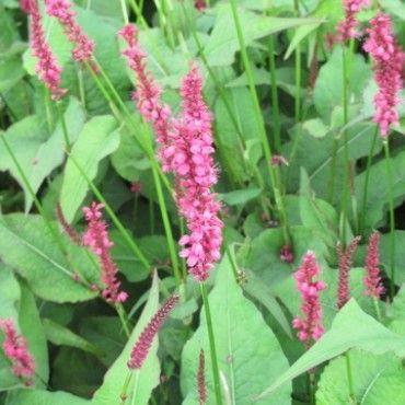 kerte-pileurt__persicaria_amplexicaulis_speciosa