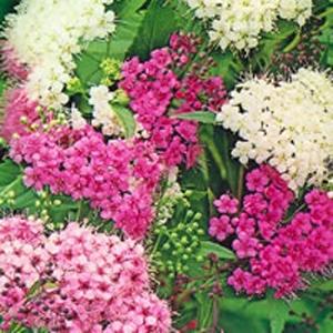spiræa__shirobana__rosa__2030_cm__leveres_barrodet__spiraea_japonica__