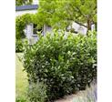 Laurbærkirsebær Hæk planter