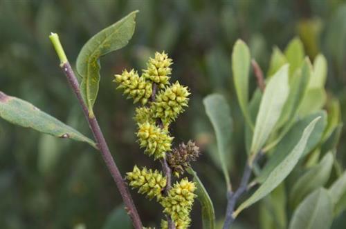 porse__myrica_gale__2530_cm_med_potte__krydderurt____