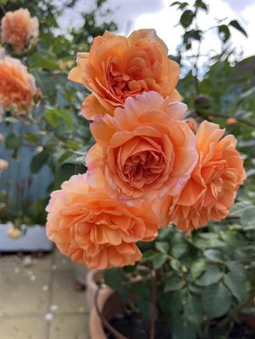 dame_judi_dench__abrikos-orange__engelsk_rose_