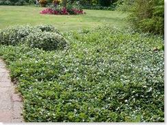 dværgmispel__dammeri_rami__1025_cm_med_potte__stedsegrøn__krybende__cotoneaster_dammeri_rami__