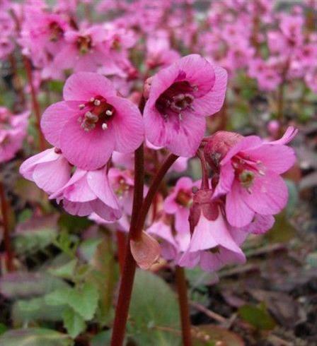 kæmpestenbræk__bergenia_rosi_klose