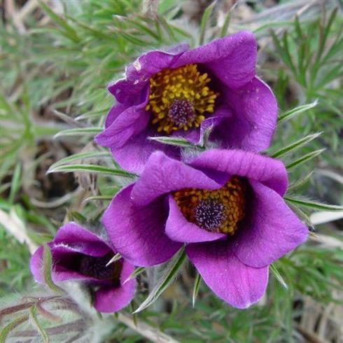 opret_kobjælde__pulsatilla__vulgaris__violettblau_