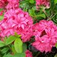 Azalea Hæk planter